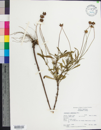 Coreopsis pubescens image