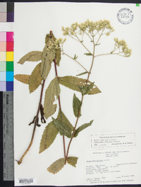 Eupatorium pilosum image