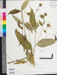 Helianthus strumosus image