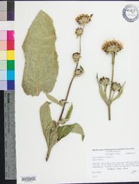 Inula helenium image