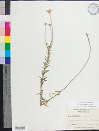 Ionactis linariifolia image