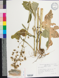 Lactuca biennis image