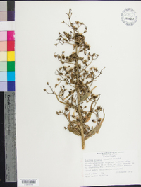 Lactuca biennis image