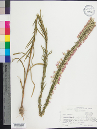 Liatris elegans image