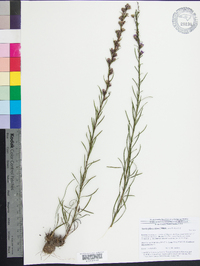 Liatris pilosa image