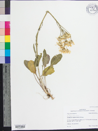 Packera tomentosa image