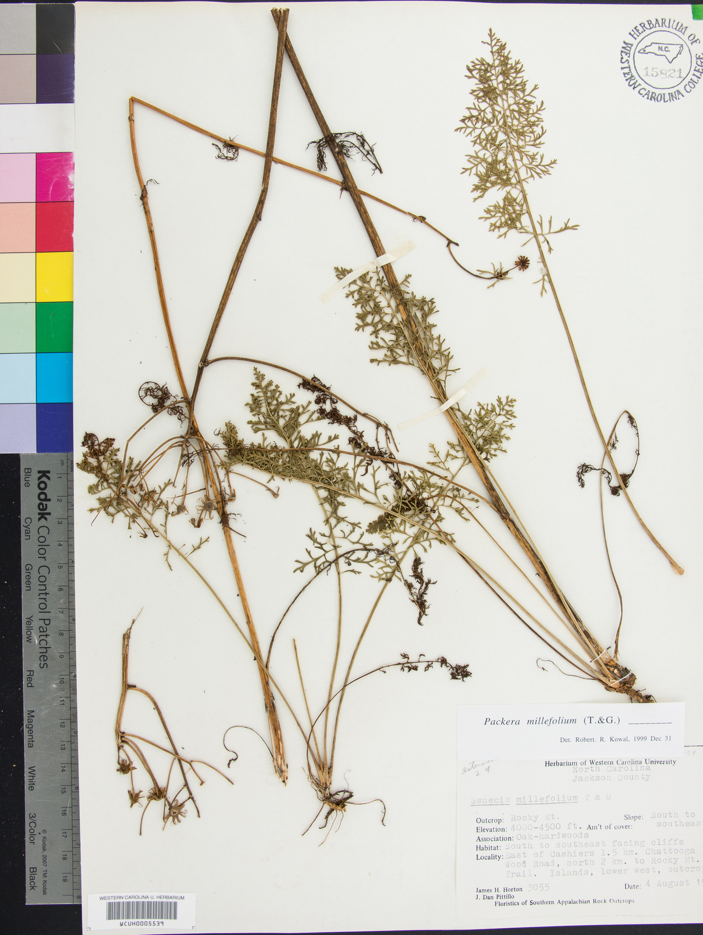 Packera millefolium image
