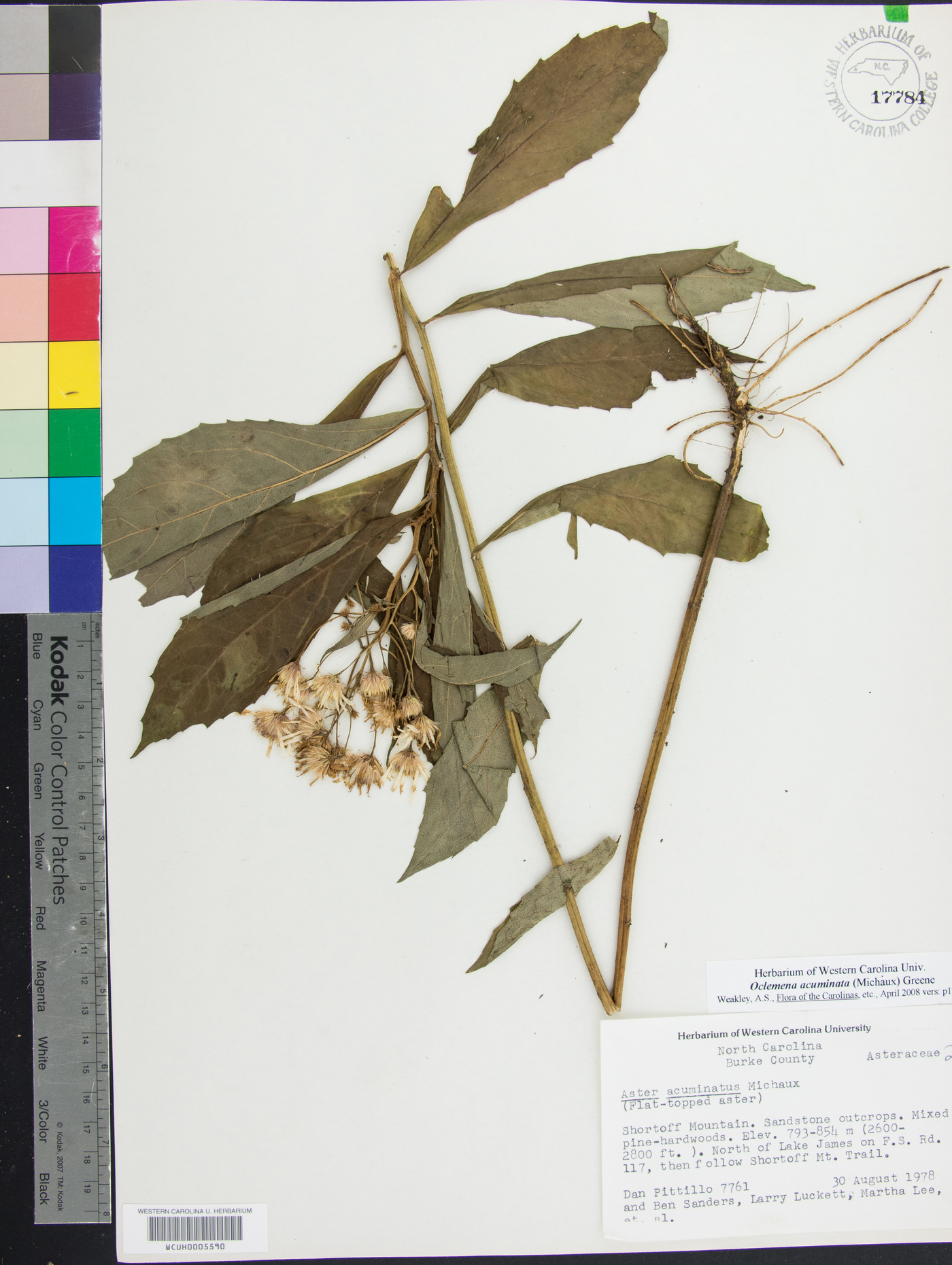 Oclemena acuminata image