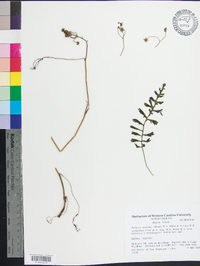 Image of Packera × memmingeri
