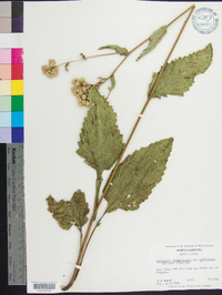 Parthenium integrifolium var. auriculatum image