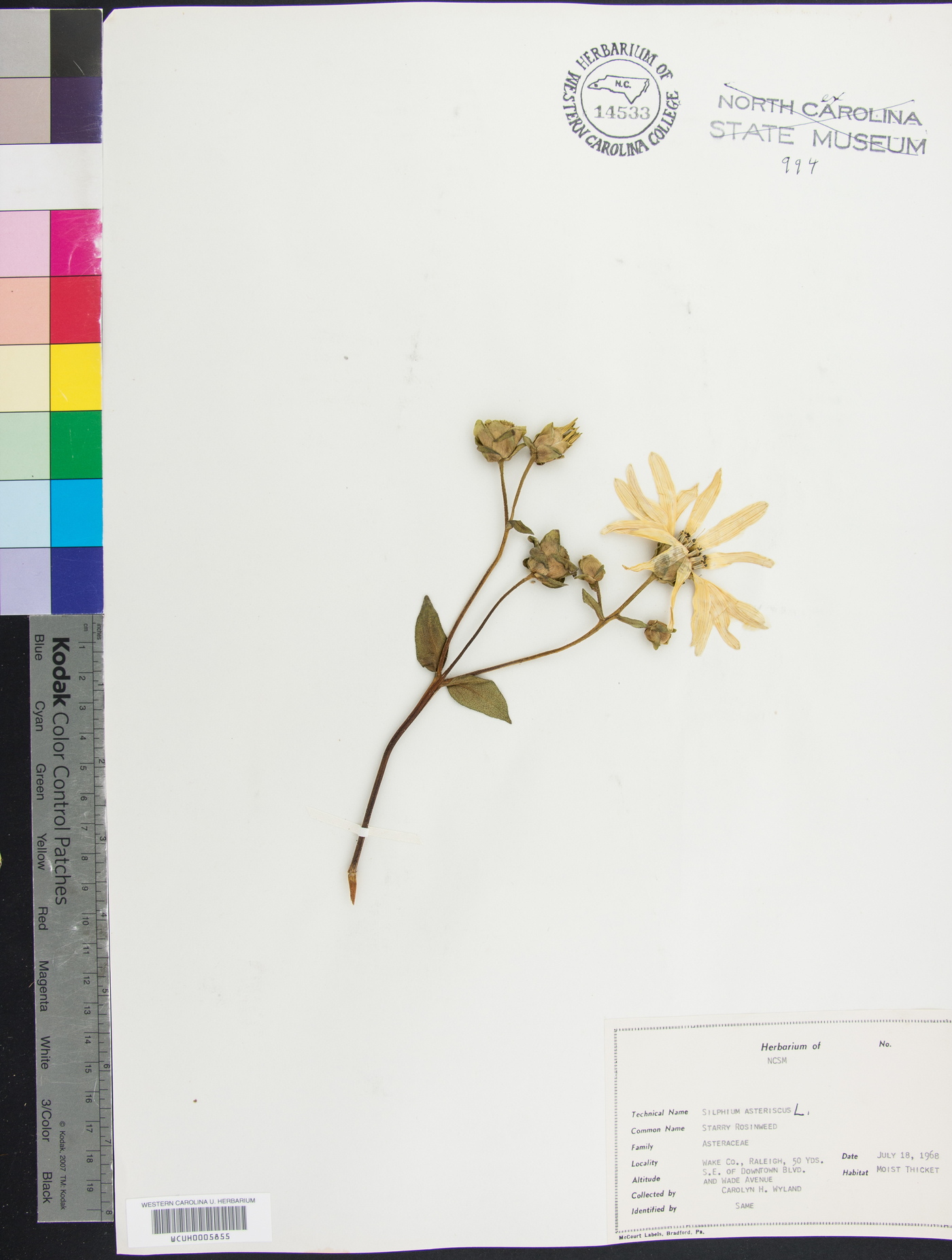 Silphium asteriscus image