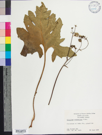 Silphium compositum image