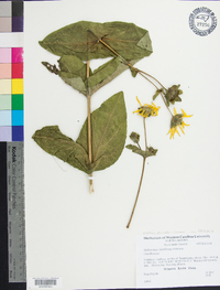 Silphium connatum image