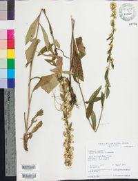 Solidago bicolor image