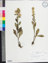 Solidago bicolor image