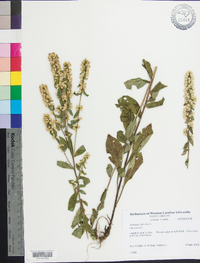 Solidago bicolor image