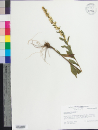 Solidago bicolor image