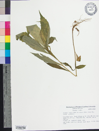 Solidago curtisii image