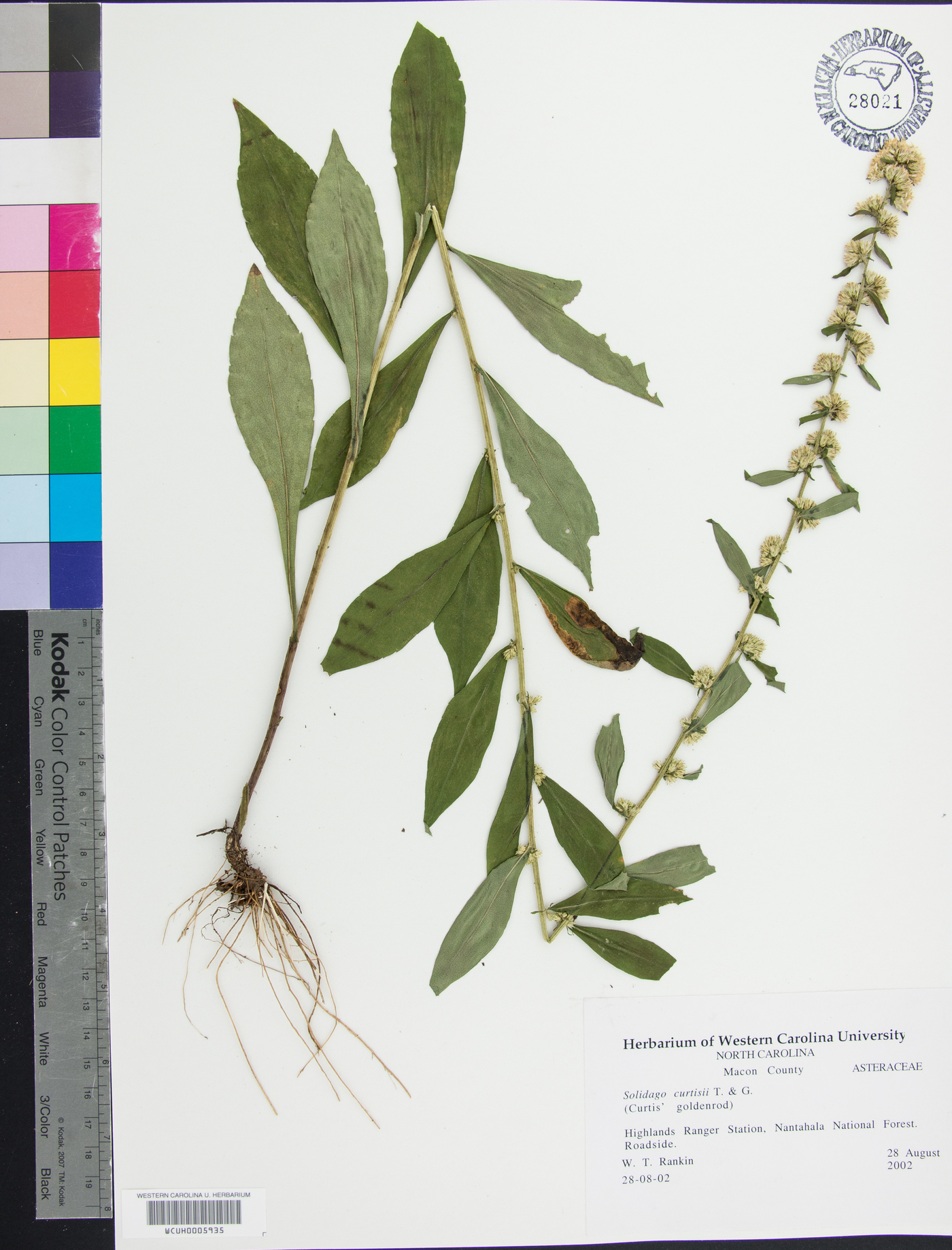 Solidago curtisii image