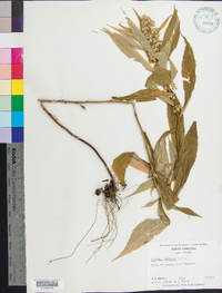 Solidago curtisii image