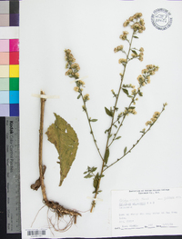 Solidago erecta image