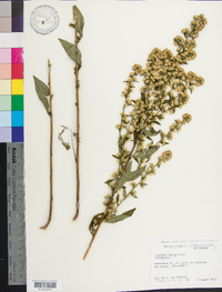 Solidago erecta image