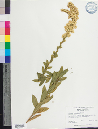 Solidago fistulosa image