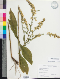 Solidago patula image