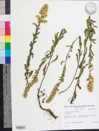 Solidago petiolaris image