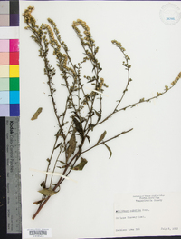 Solidago puberula image