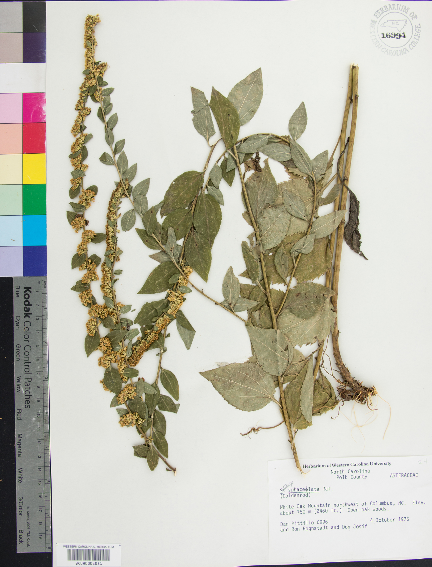 Solidago sphacelata image