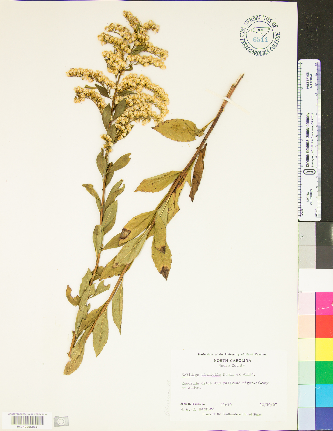 Solidago latissimifolia image