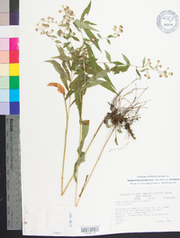 Symphyotrichum lateriflorum var. lateriflorum image