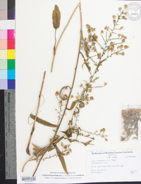 Symphyotrichum lateriflorum var. lateriflorum image