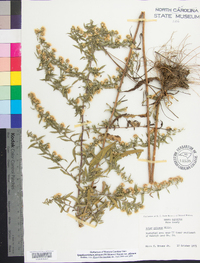 Symphyotrichum pilosum var. pilosum image
