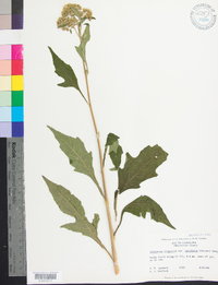 Verbesina virginica var. laciniata image