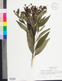 Vernonia noveboracensis image