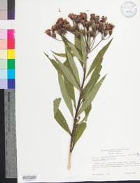 Vernonia noveboracensis image