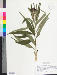 Vernonia noveboracensis image