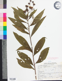 Vernonia noveboracensis image