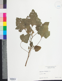 Xanthium orientale image