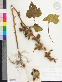 Xanthium strumarium var. glabratum image