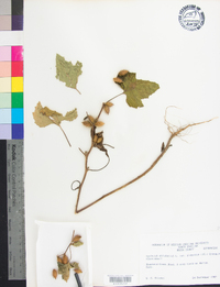 Xanthium strumarium var. glabratum image