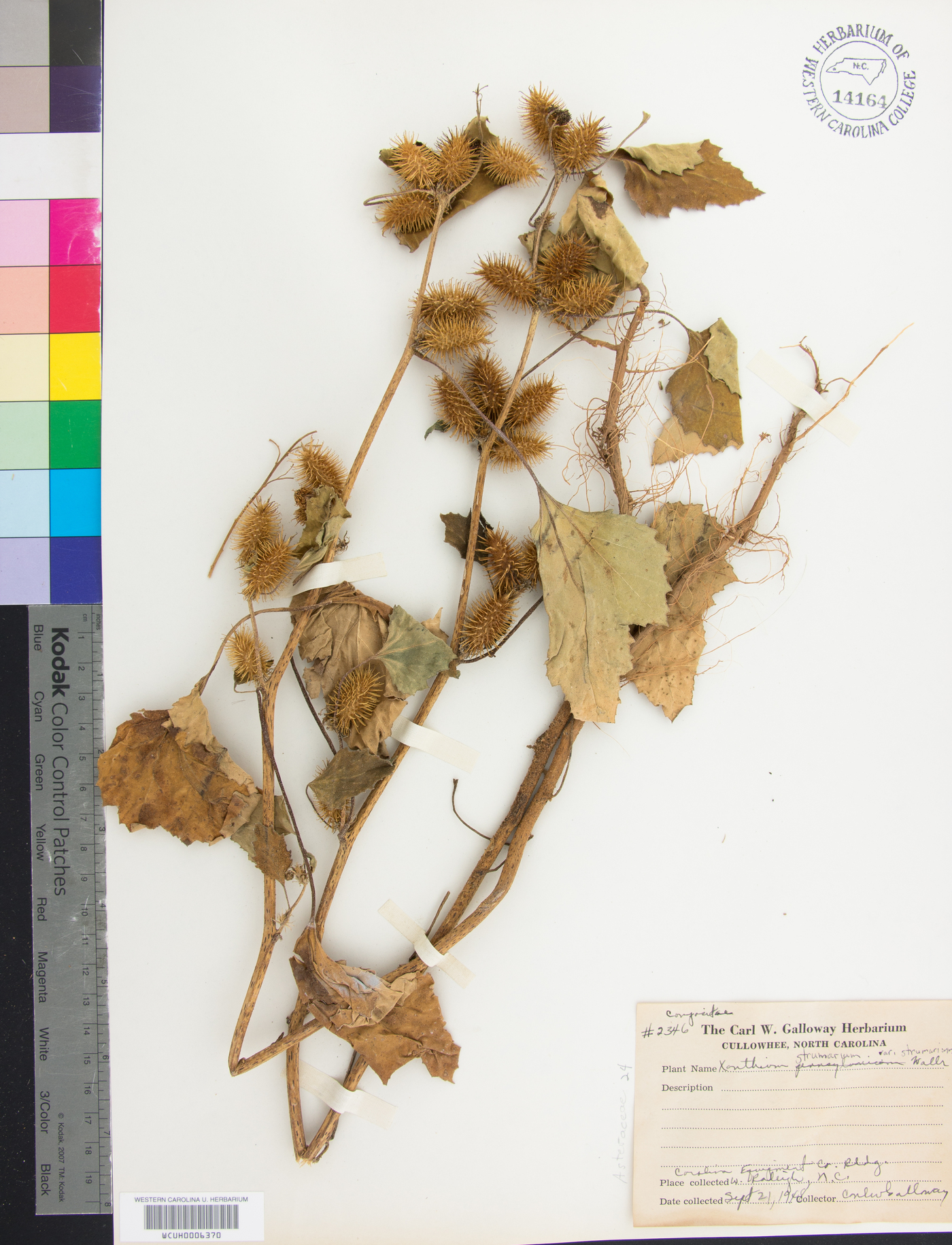 Xanthium strumarium var. strumarium image