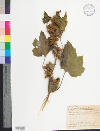 Xanthium strumarium var. glabratum image