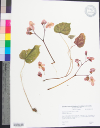 Begonia grandis image