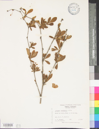 Berberis canadensis image