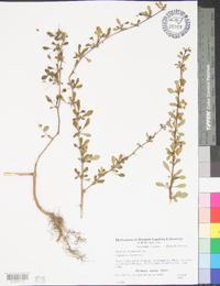 Berberis thunbergii image