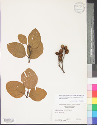 Alnus viridis var. crispa image