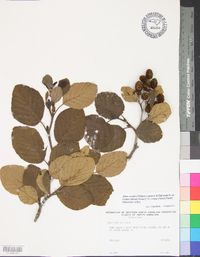 Alnus viridis var. crispa image